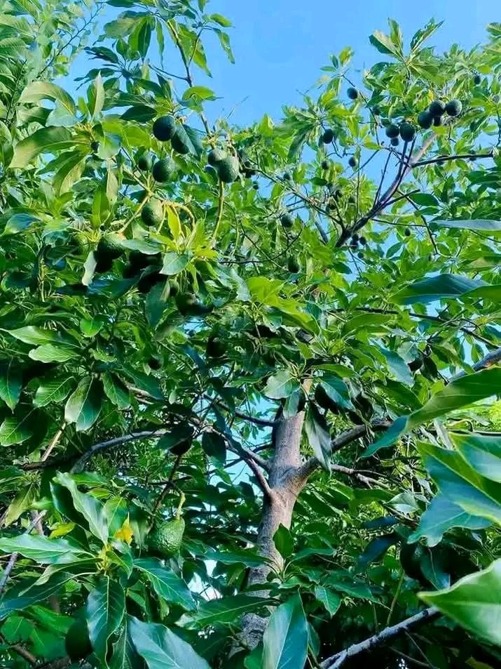 Avocatier