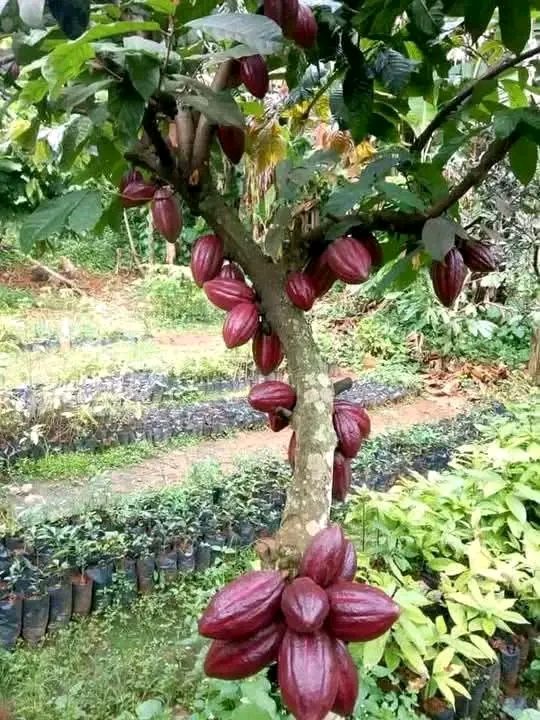 Cacao