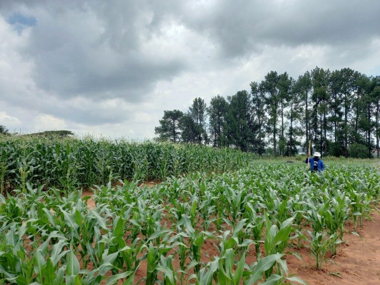 Champ agricole au Cameroun