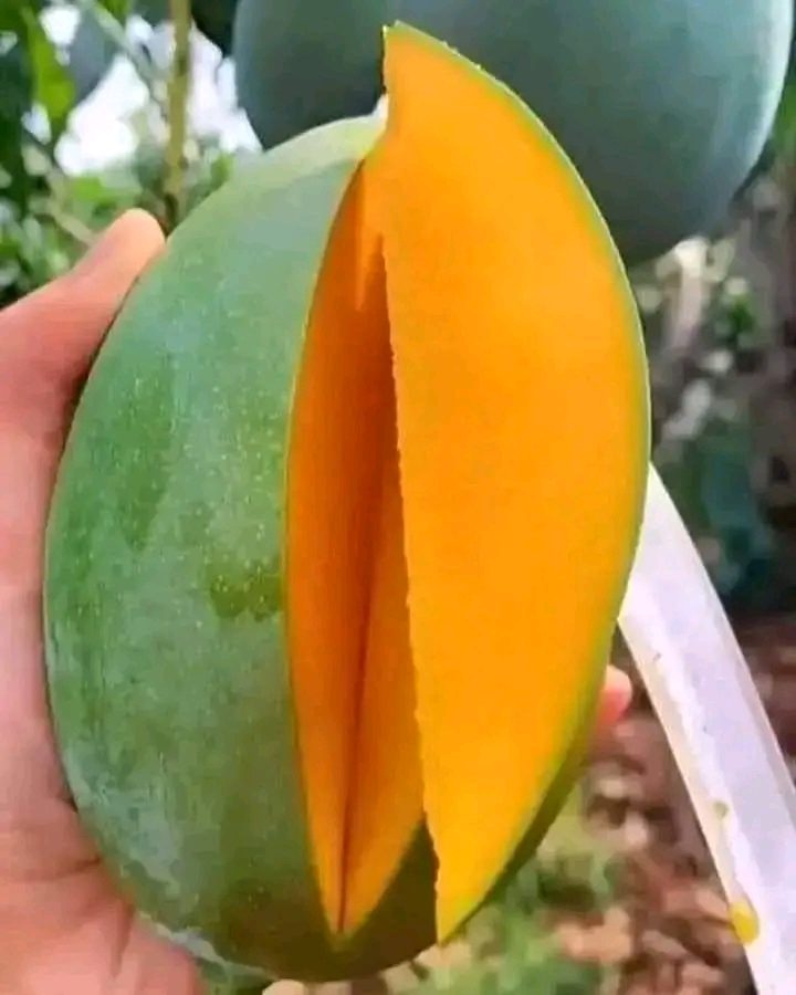Mangue