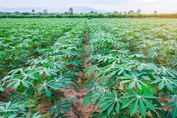 Champ cultivé au Cameroun